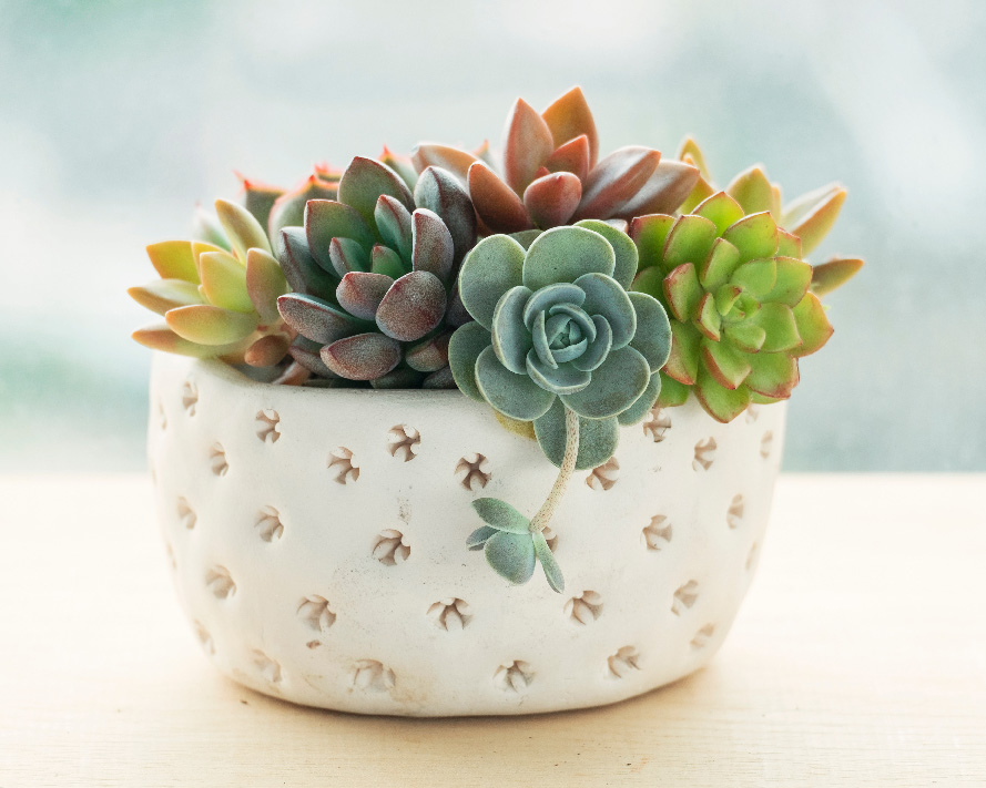 Succulent in a bowl; EMDR therapy in Watkinsville, GA