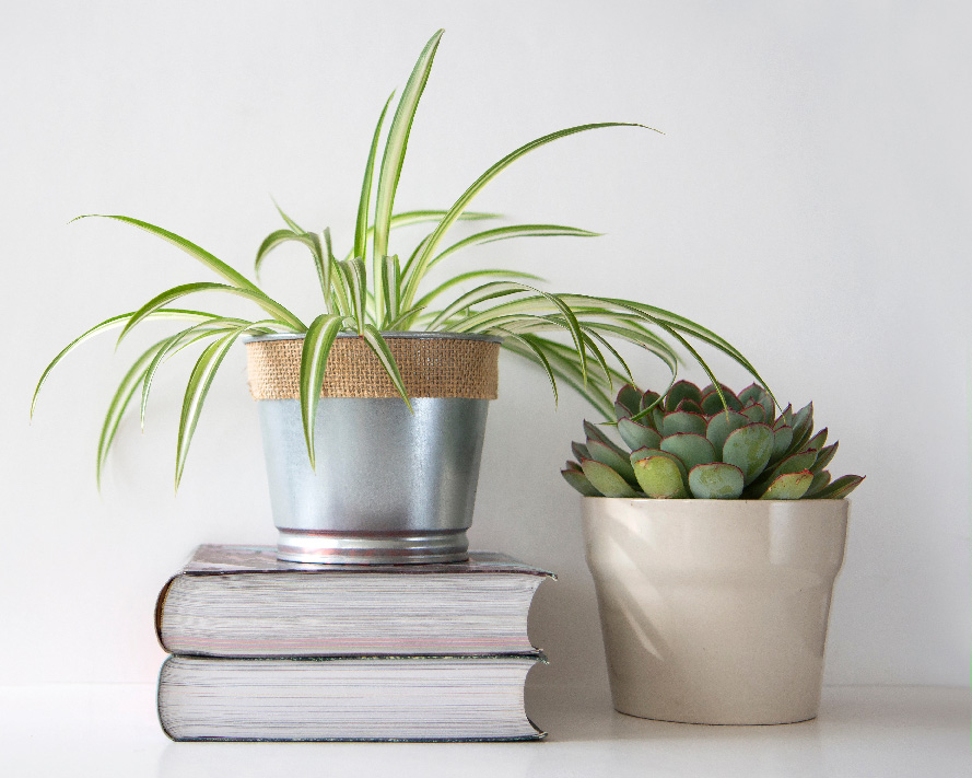 Books with spider plant and succlent